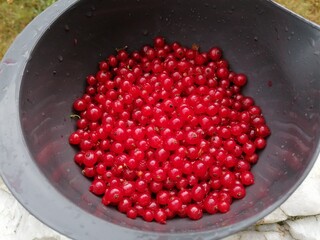 Ribisel in eineim grauen Behälter