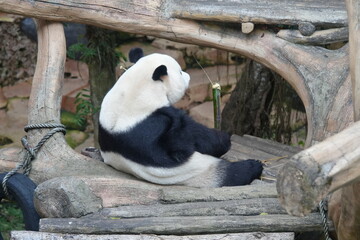a giant panda in a tree