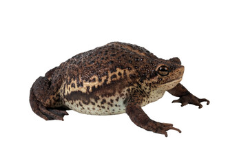 Pseudo subasper toad isolated on white background, Pseudo subasper closeup, Indonesian toad closeup