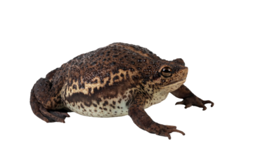 Pseudo subasper toad isolated on white background, Pseudo subasper closeup, Indonesian toad closeup