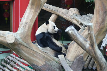 The Giant Panda (Ailuropoda melanoleuca) is a distinctive and beloved bear species native to China,...