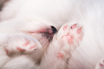 Fototapeta na wymiar Nose and paws of a white puppy. White fluffy small Samoyed puppy dog is sleeping on white background