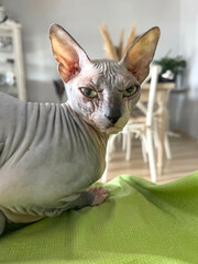 Beautiful hairless sphinx cat is rare breed domestic pet