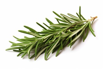 Rosemary leaf, herbal spices isolated close-up
