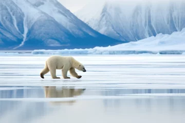 Fotobehang a polar bear pacing on a vast icy landscape © primopiano