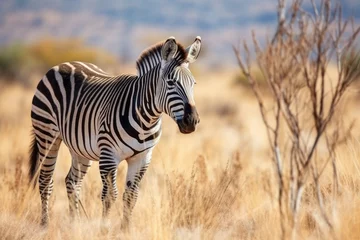 Poster grevys zebra grazing in the dry grasslands © primopiano