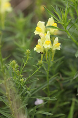 Common toadflax yellow flowers in the grass in garden