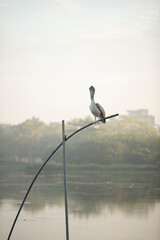 Elegant Pink-backed pelican: Distinctive pink plumage, expansive throat pouch, found in African wetlands. Graceful and distinctive in flight.