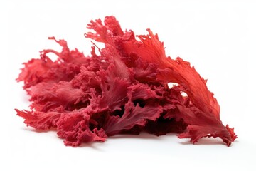 Red Algae Algae On White Background