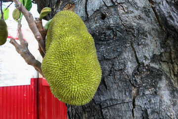 Photo of jackfruit on a tree, the fruit is ripe and ready to be picked