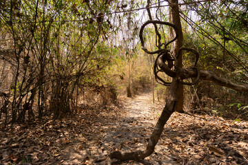 Jungle walks and tracks native rainforest with its diverse and natural habitat for plants and...