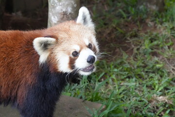 The "Lesser Panda" is another name for the Red Panda (Ailurus fulgens), a small arboreal mammal native to the eastern Himalayas and southwestern China. |firefox |小貓熊|紅熊貓