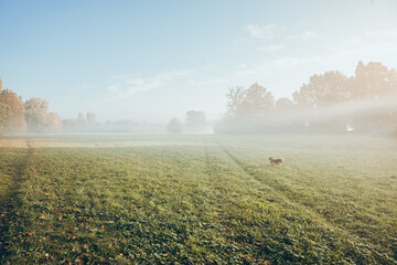 Autumn sunny sunrise over field. Scenic autumn morning on field with fog. Fall panoramic landscape.