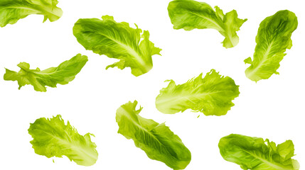 Levitation of green lettuce leaves  isolated on transparent background, png
