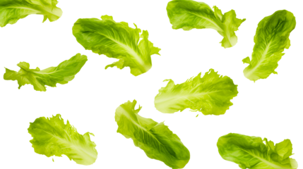 Levitation of green lettuce leaves  isolated on transparent background, png

