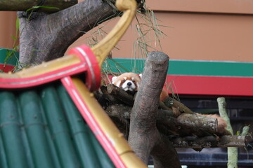 close up of a red panda