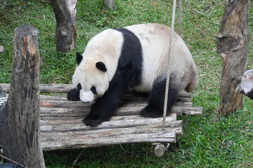 The Giant Panda (Ailuropoda melanoleuca) is a distinctive and beloved bear species native to China,...