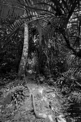 Jungle walks and tracks native rainforest with its diverse and natural habitat for plants and...
