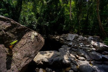 Jungle walks and tracks native rainforest with its diverse and natural habitat for plants and...