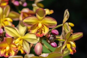 Beautiful yellow and pink orchids with a natural blurred background in Kauai, Hawaii, United States.

