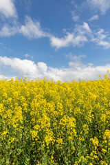 Rapeseed crops in bloom with a blue sky overhead