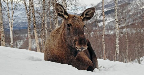 Alaska moose sitting in the snow and looking directly at the camera with a curious expression.