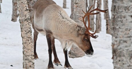 Reindeer standing in a wintery forest.