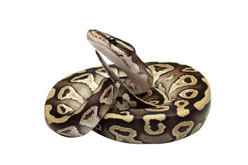 Ball python Mojave closeup on isolated background, Regius python closeup on isolated background