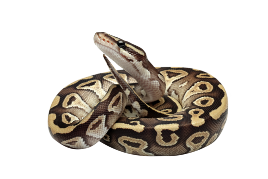 Ball python Mojave closeup on isolated background, Regius python closeup on isolated background
