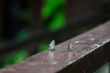 Waterfall butterflies standing in the forest.