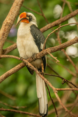 Visite au Zoo de Beauval, France