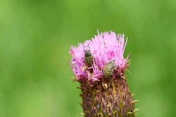 Trauer-Rosenkäfer ( Oxythyrea funesta ) auf Distel	