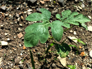 Selective focus. Growing Pumpkin plants on soil sprouting.
