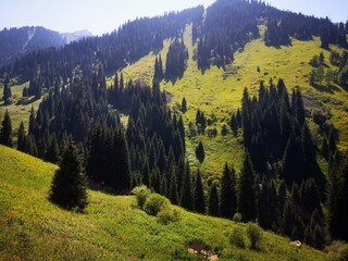 forest in the mountains