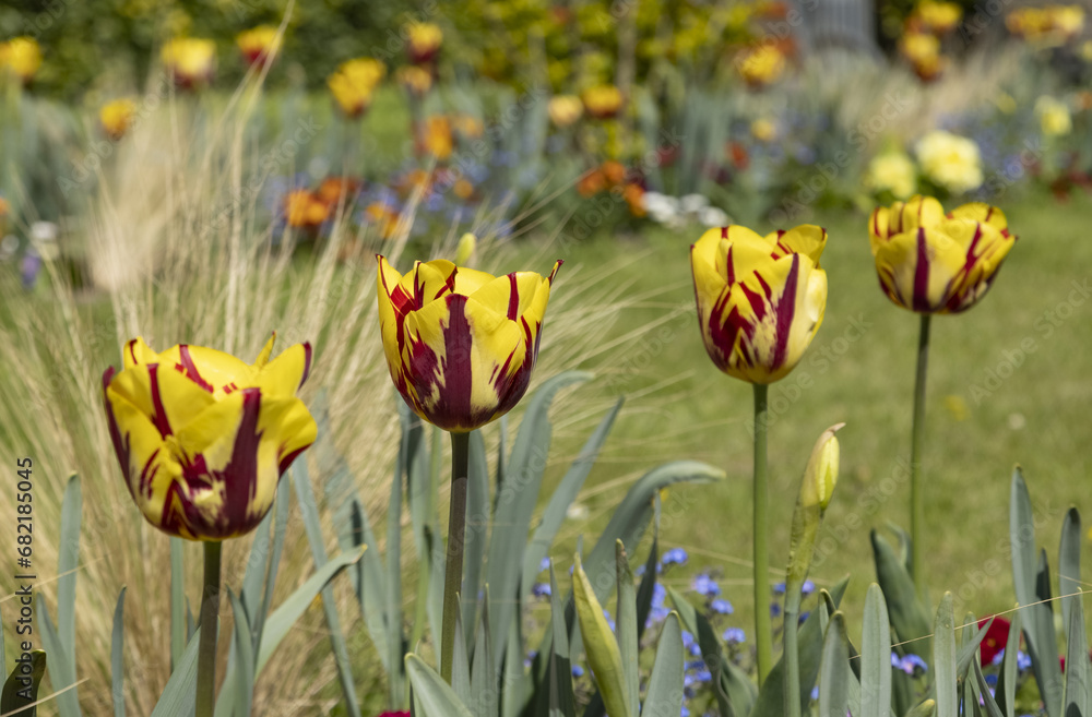 Wall mural tulipes rouge et jaune dans un parc fleuri