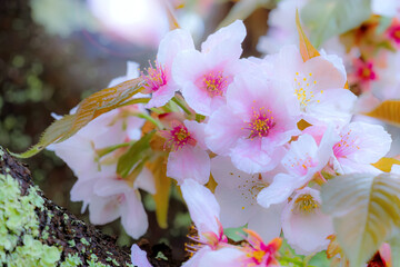 Full Bloom Cherry Blossom at Ninnaji  Temple in Kyoto Japan 