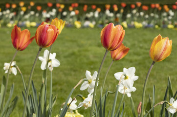 Massif de tulipes orangées et narcisses blancs