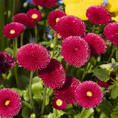 	
P&acirc;querettes Bellis perennis rouges	