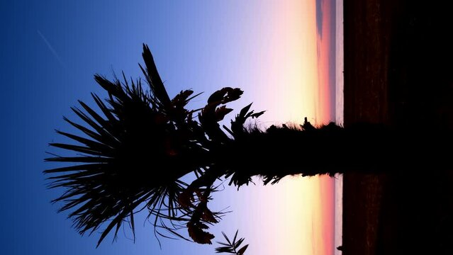 Background with sunset colorful sky, dark empty beach palm tree silhouette. Travel, tourism, vacation, journey, trip. Paradise, tropical resort, place of dream, environment on seashore. Vertical.