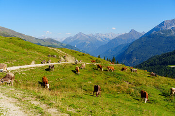 Kuhherde in den Alpen