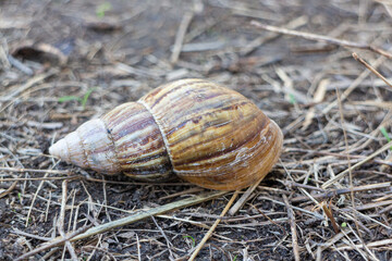 Snail crawling on the ground in the garden.