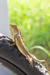 Lizard on the tire of a bicycle in the park. Close up
