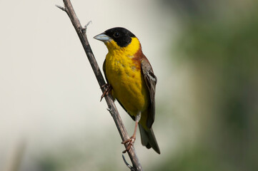 Black-headed Bunting, Emberiza melanocephala