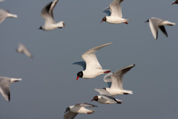 Mediterranean Gull, Ichthyaetus melanocephalus
