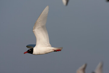 Mediterranean Gull, Ichthyaetus melanocephalus