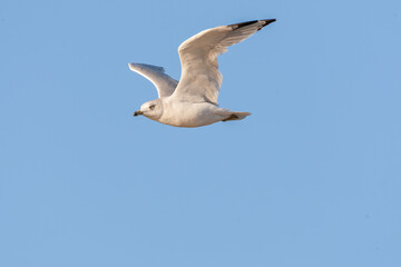 Ring-billed Gull, Larus delawarensis