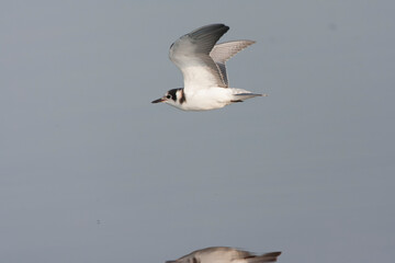 Black Tern, Chlidonias niger