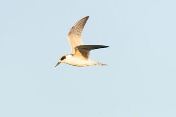Obraz premium Forster's Tern, Sterna forsteri