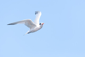 Elegant Tern, Thalasseus elegans