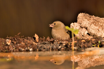 pinzón vulgar posado y bebiendo agua del estanque (Fringilla coelebs) en Marbella España